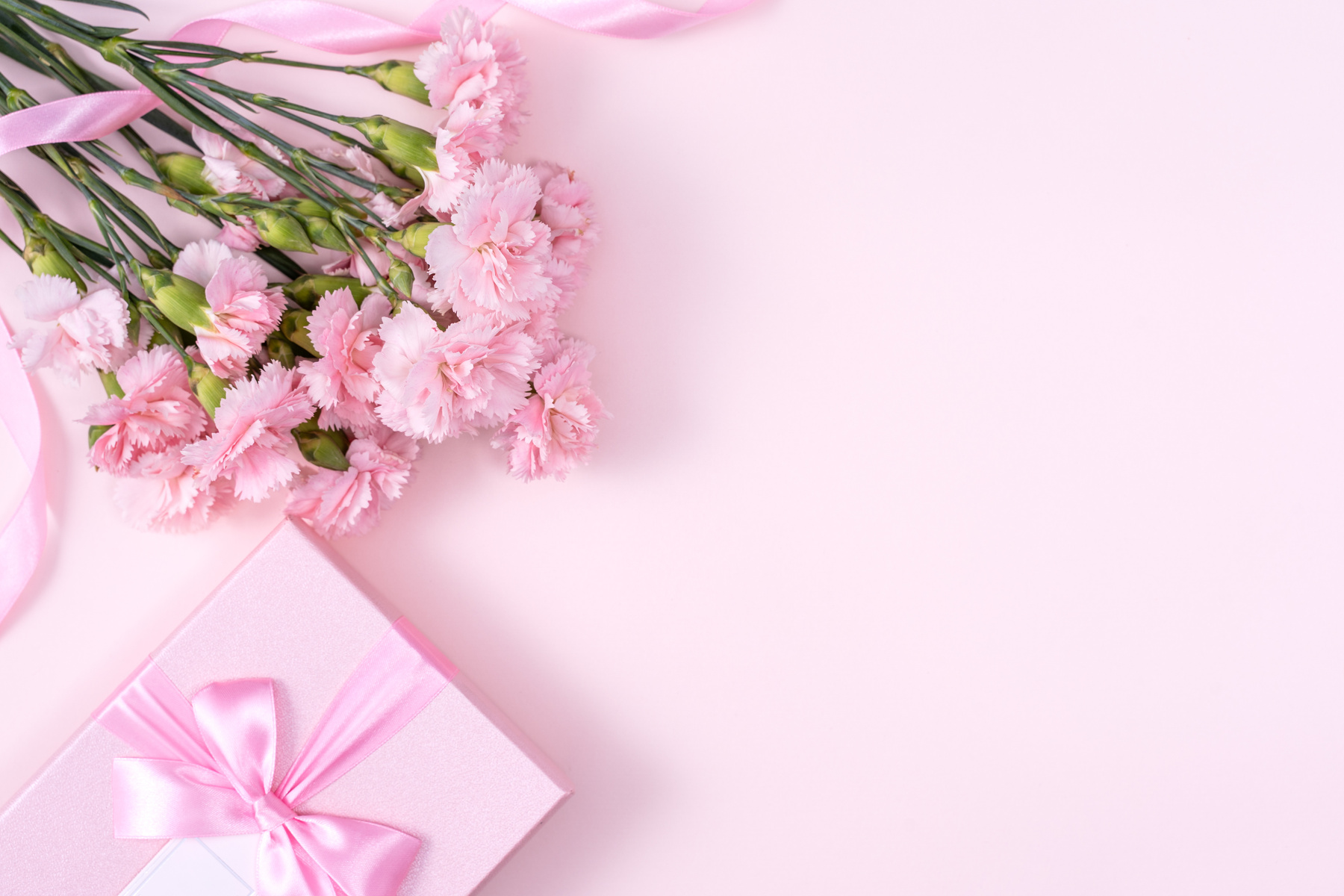 Pink Carnation Flowers and a Gift Box